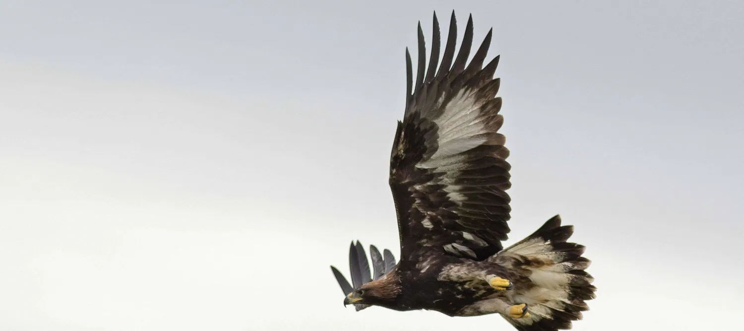 A golden eagle flying towards the left of the image, over heather moorland