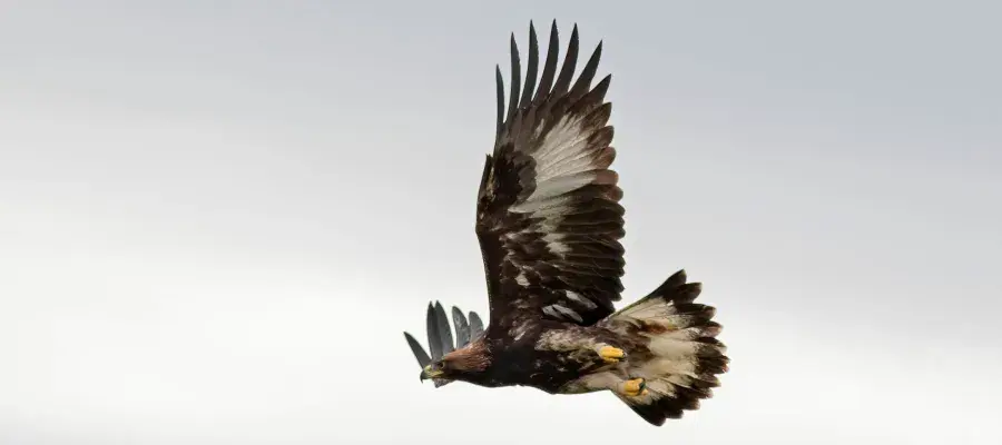 A golden eagle flying towards the left of the image, from below