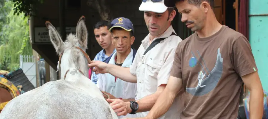 Two men examining a grey donkey which is facing away from the camera