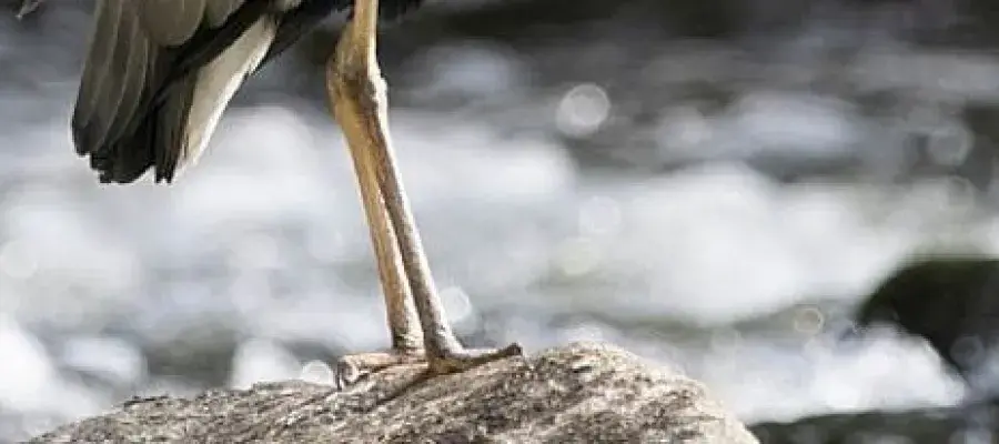 Heron's legs adjacent to a waterway