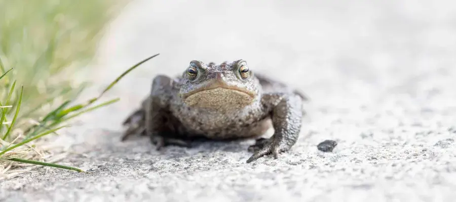 A head-on view of a common toad walking along a path