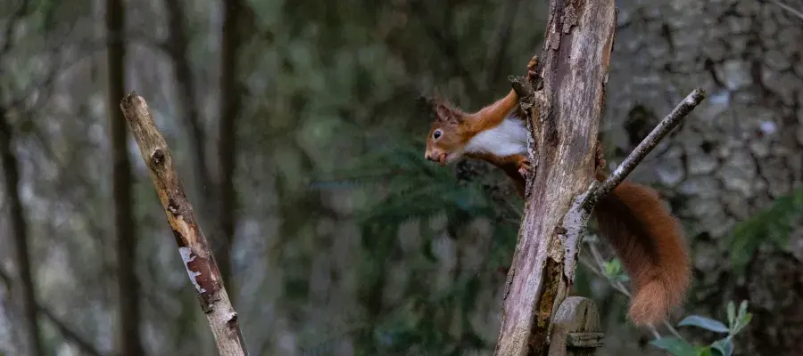A red squirrel with a nut in its mouth, up a tree against a dark woodland background, looking to the left