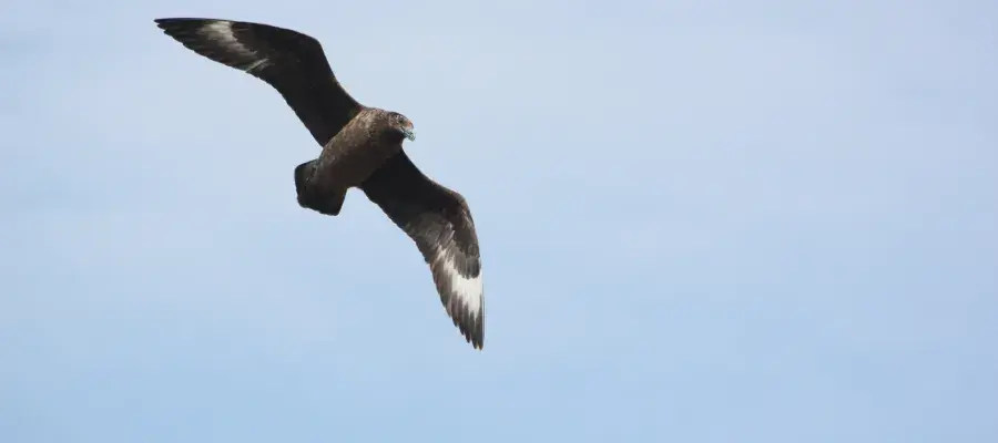 View of a great skua (a predatory gull species) flying, from below