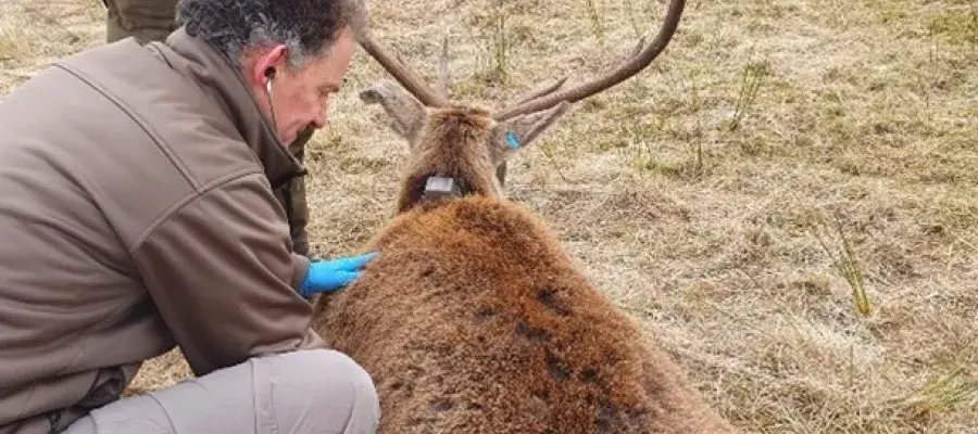 A man listening to the chest of a red deer using a stethoscope, while it rests on its front on the grass in a vally 
