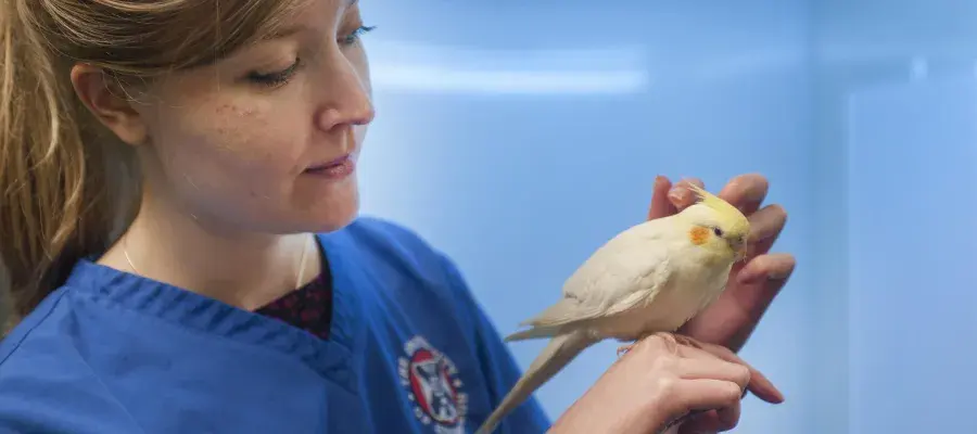 image of female vet handling a small bird