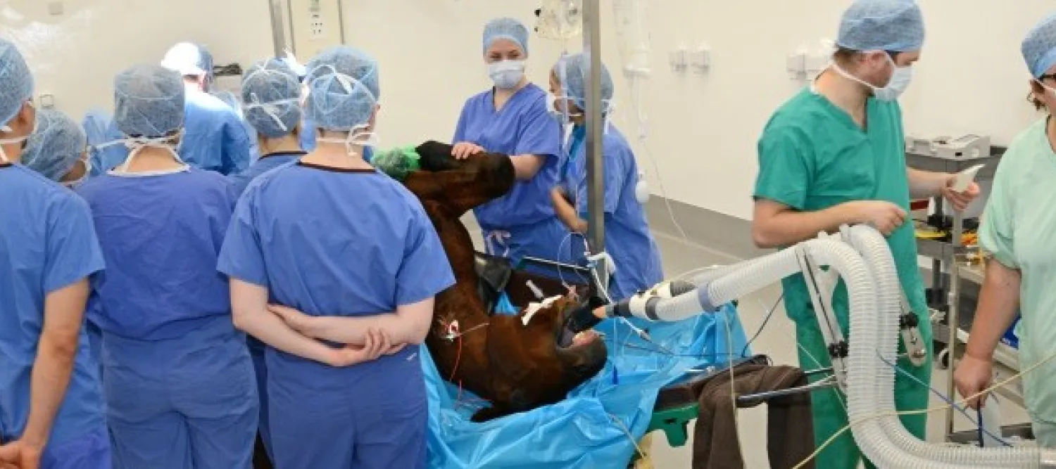 Veterinary surgeons in an operating theatre with a horse