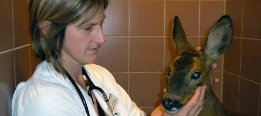Emma Keeble examining roe deer
