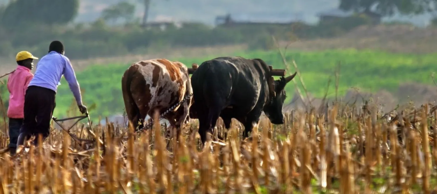 Farmers in field with livestock