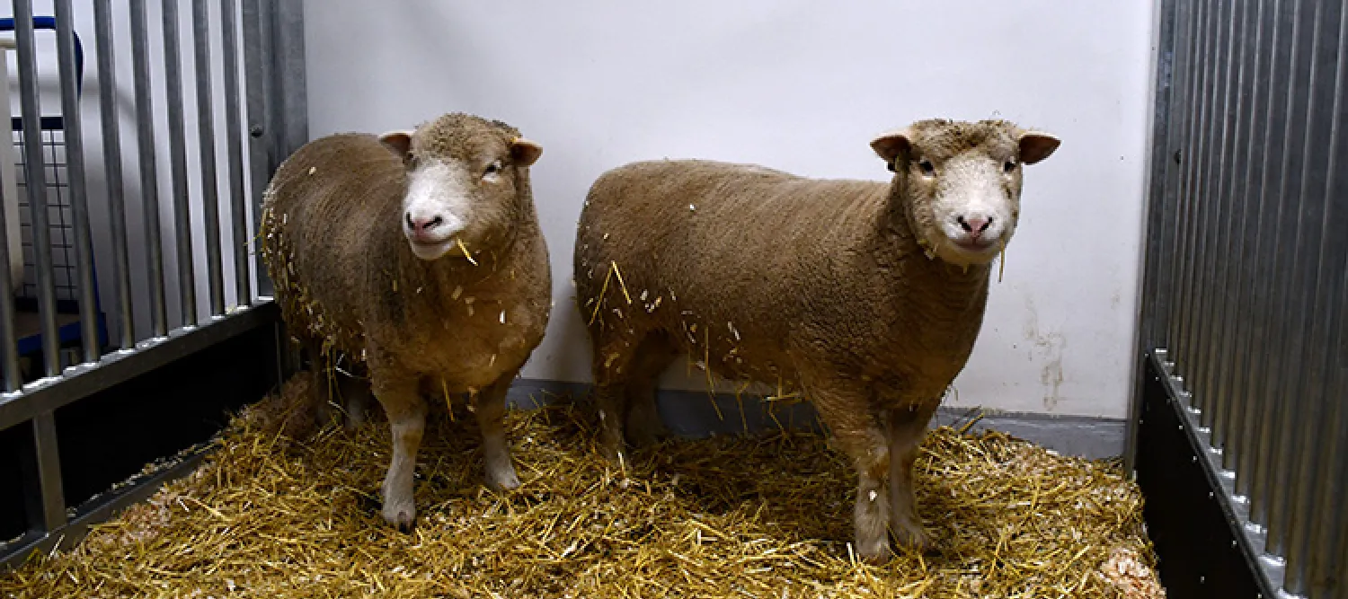 Two sheep standing on a hay floor in an enclosure in the Large Animal Research and Imaging Facility