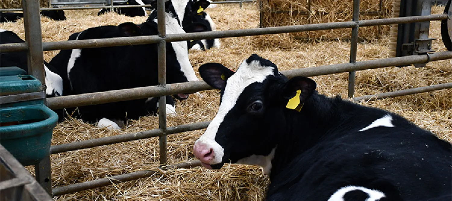 Several cows laying on a floor of hay in a barn.