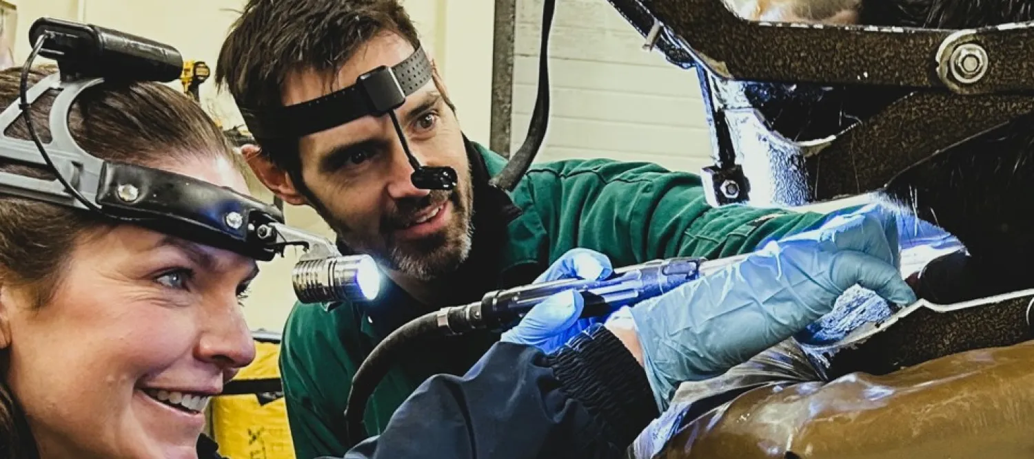 image of two people wearing head torches, looking nto the mouth of a horse