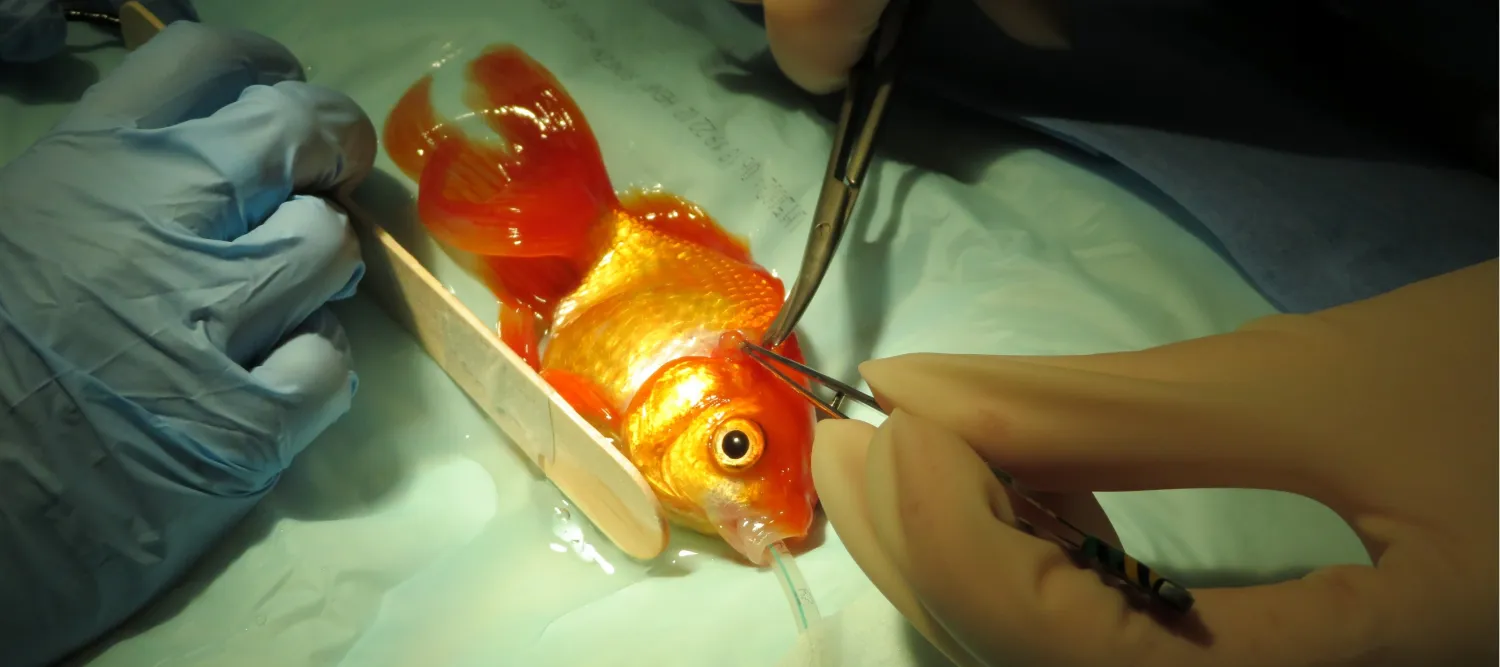 goldlife out of water having surgery performed on it