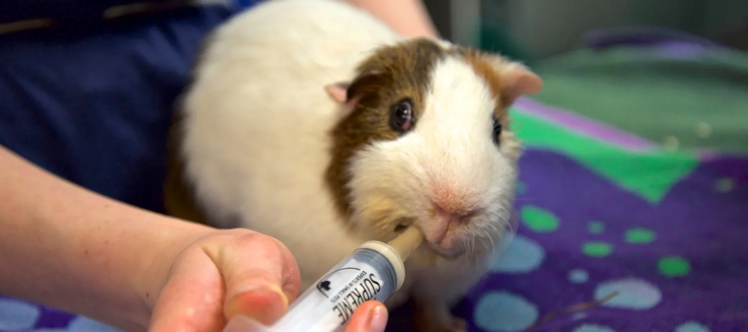 brown and white guinea pig being syringe fed