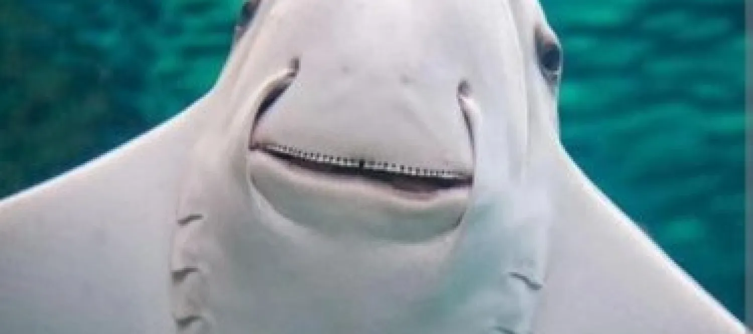 Picture of a cownose ray