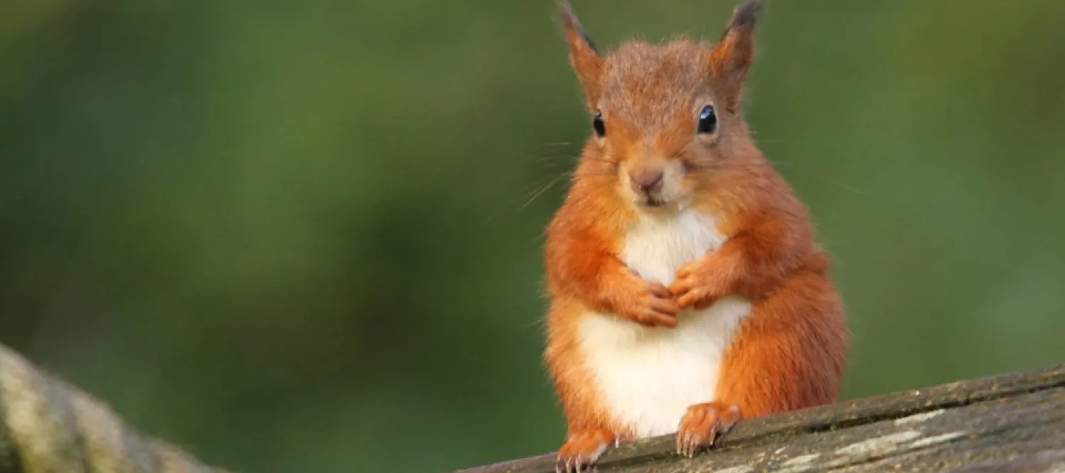 red squirrel sitting on a branch