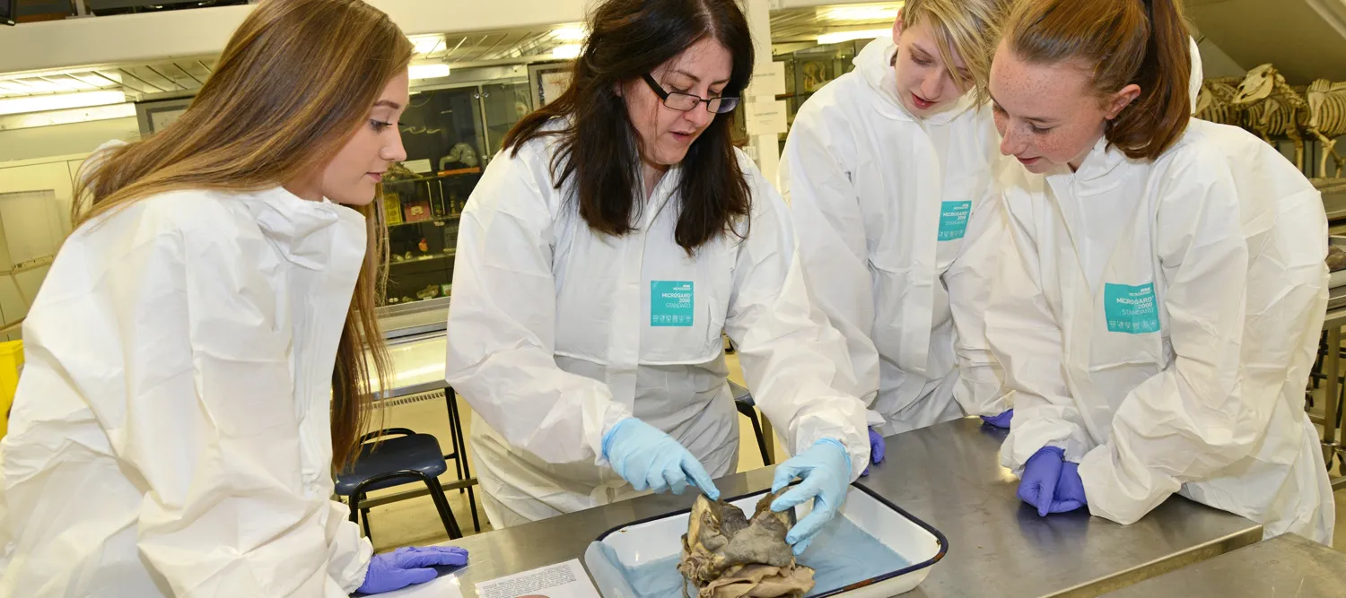 three students in white coats being shown a dissected organ by a tutor 