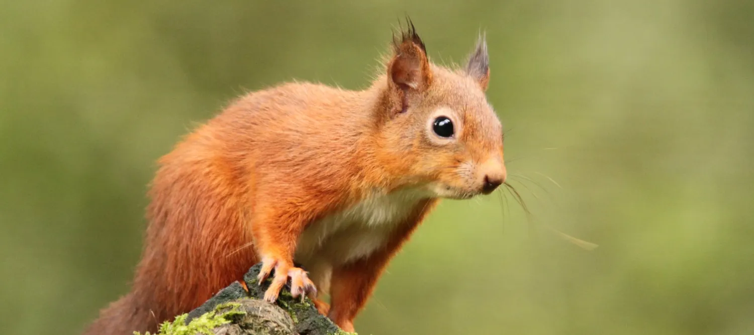 A red squirrel sits on a tree root in a woodland space.