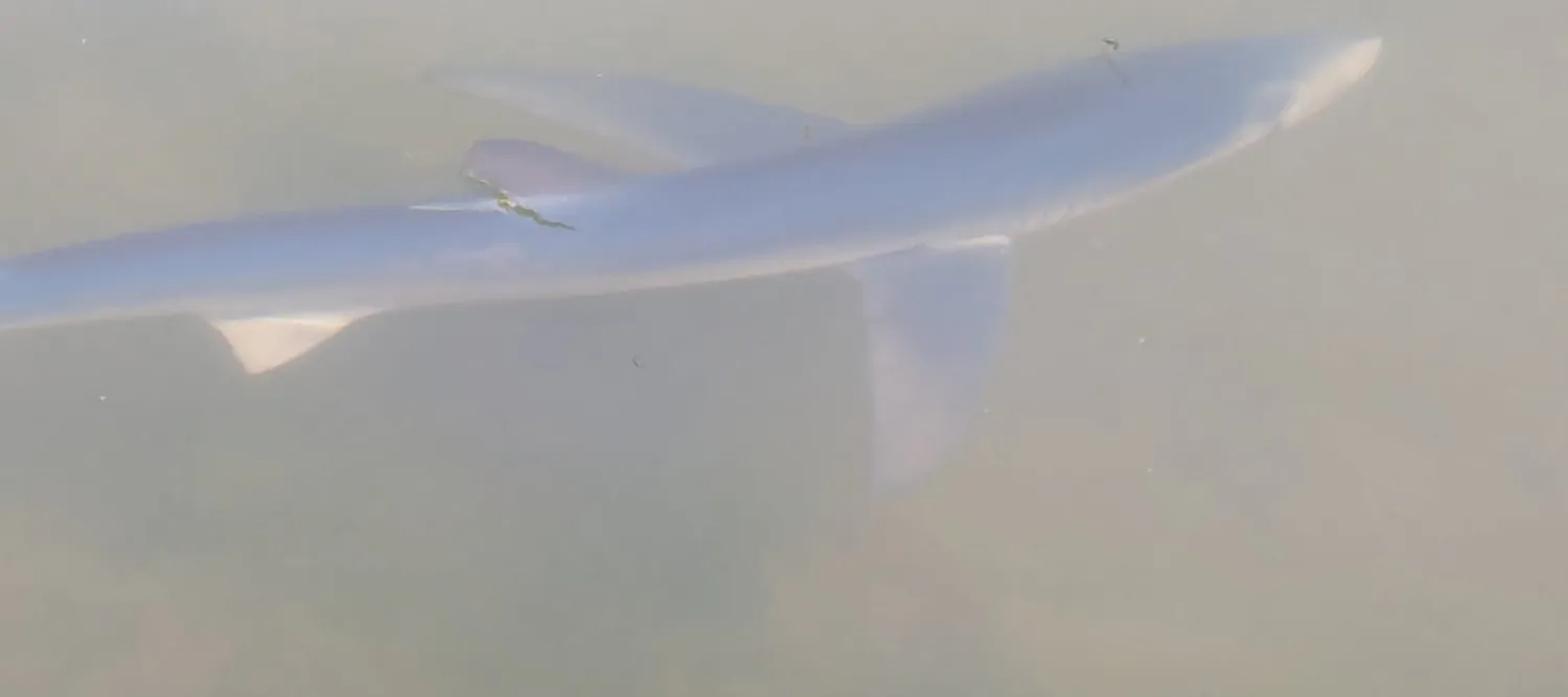 blue shark pictured close to shore