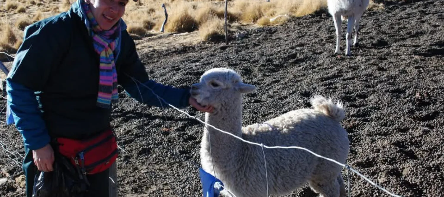 Dr Adriana Vallejo-Trujillo stands beside a baby alpaca in a paddock in Puno, Peru, in the southern Andes.