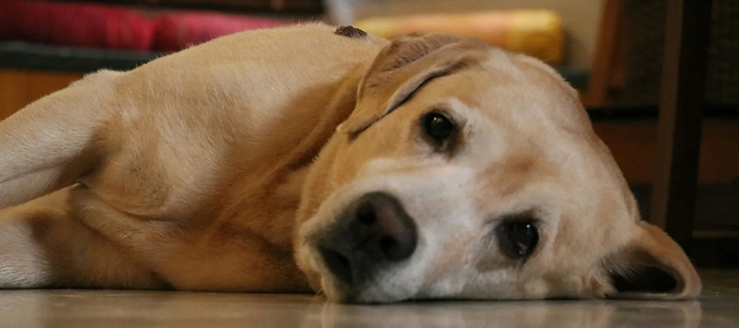 golden labrador retriever lying on the floor