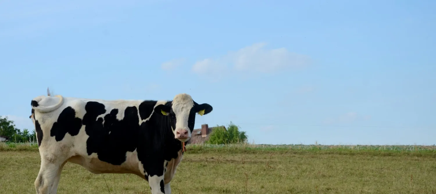 A black and white dairy cow standing in a grassy field