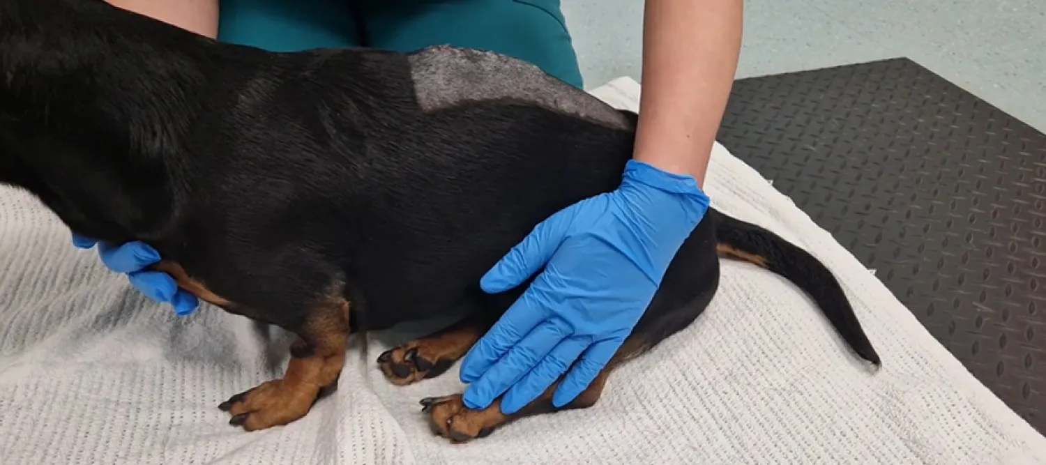 small blac dog on white blanket being cradled by someone wearing blue surgical gloves