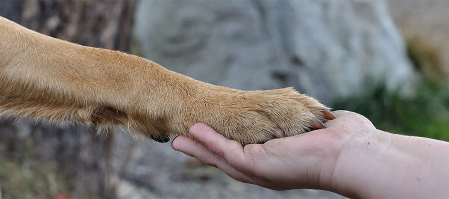 hand and paw