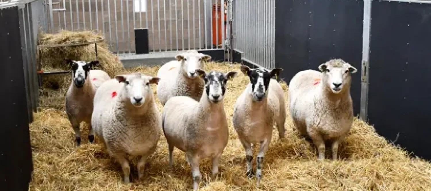 A group of sheep in a pen looking at the camera