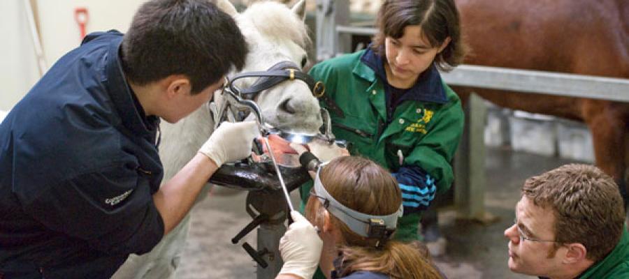 Students Equine dentistry