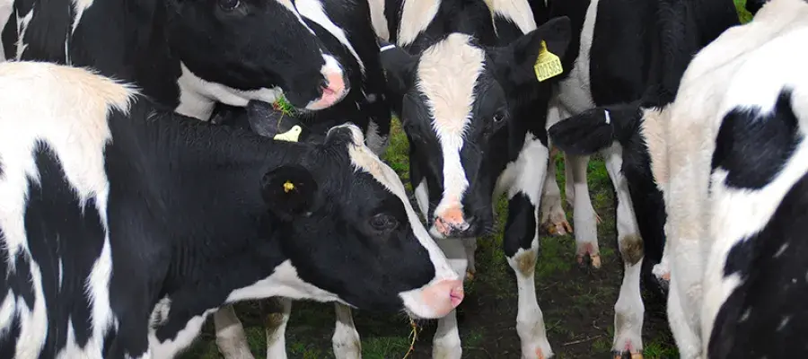 Photograph of calves grazing at Roslin