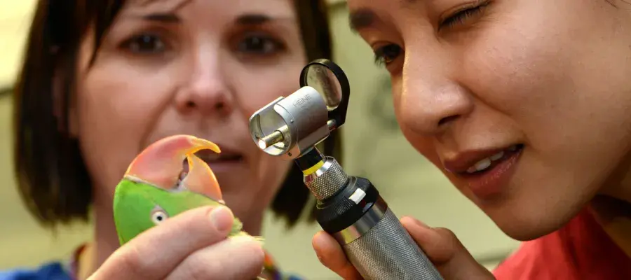 A vet and a student examine a parrot