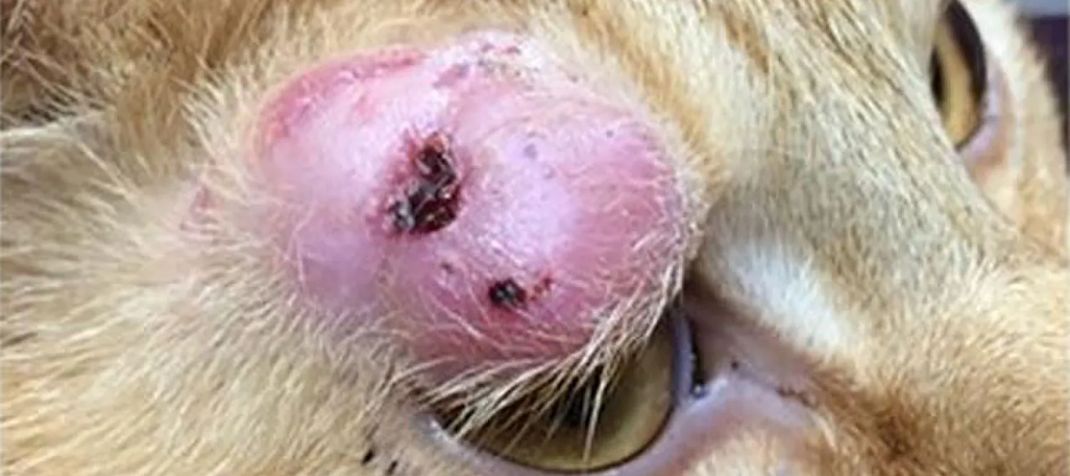 M. Bovis granuloma in the third eyelid
