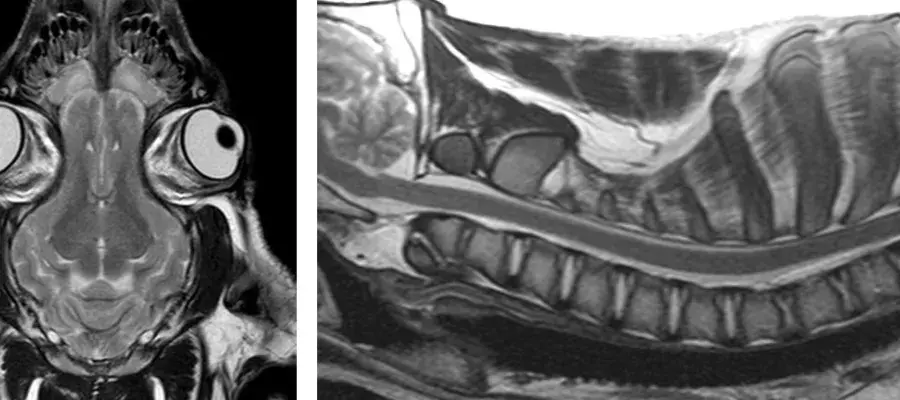 Left: Dorsal MRI image of the brain of a pig. Right: Saggital MRI image of the cervical spine of a pig