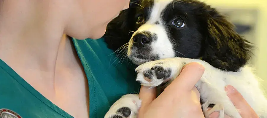 vet nurse making eye contact with a puppy
