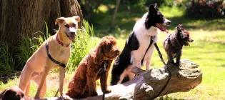 Support and advice for homeless animal owners in Edinburgh