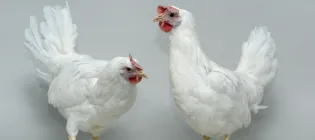 Two Chickens