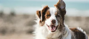 Happy dog on the beach