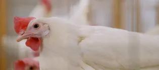 flu resilient chickens