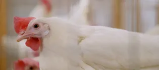 flu resilient chickens