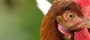 Poultry science banner