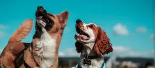 Two dogs - a spaniel and an akita breed