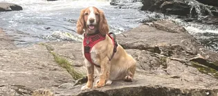 spaniel sitting on a rock near some water