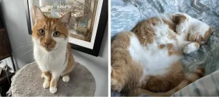 two pictures of a healthy ginger and white cat, one of it sitting onto of a climbing tower and another of it sleeping on its back on a sofa