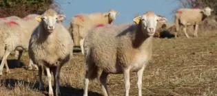 Pag sheep standing in front of a bay