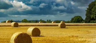 Round hay bales await collection in a field under a cloudy sky