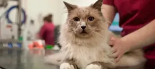 ragdoll cat lying on examination tale in veterinary settings, being gently held by someone (only arms are in view) 
