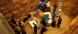 image of giraffe lying on a straw bed and being tendered to by a large group of people