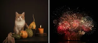 images of a cat sat next to pumpkins and fireworks