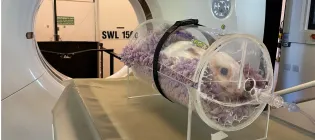image of concious rabbit in clear tube sitting on a blacket about to have a CT scan