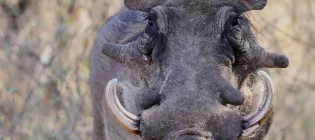 A close-up of a warthog looking directly at the camera. 